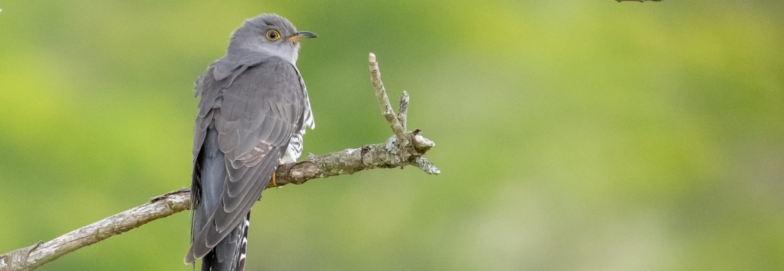 Cuckoo - Emsworthy Mire - The Hall of Einar - photograph (c) David Bailey (not the)