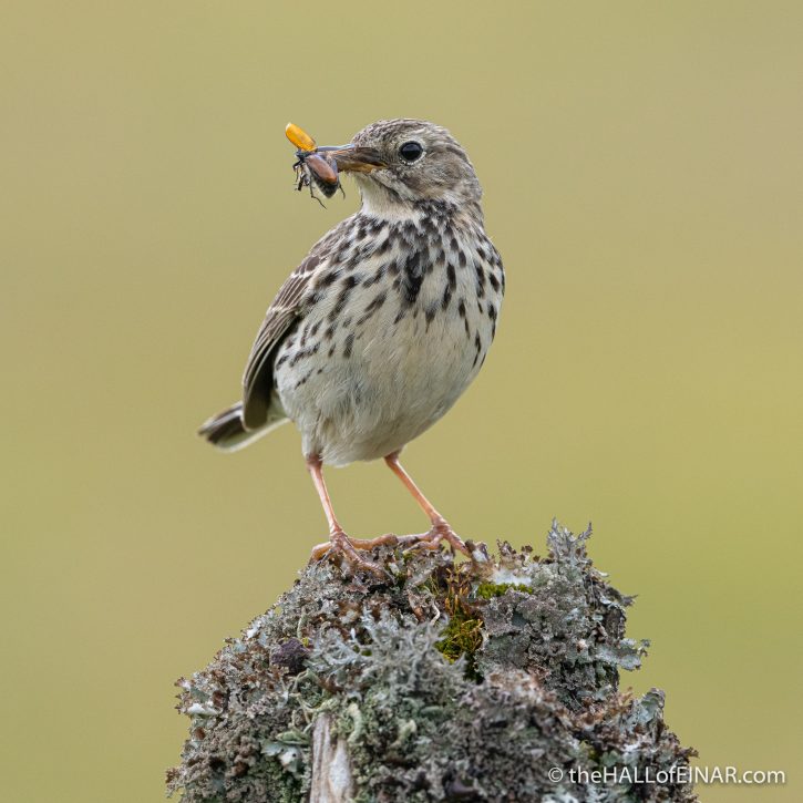 Meadow Pipit - Emsworthy Mire - The Hall of Einar - photograph (c) David Bailey (not the)