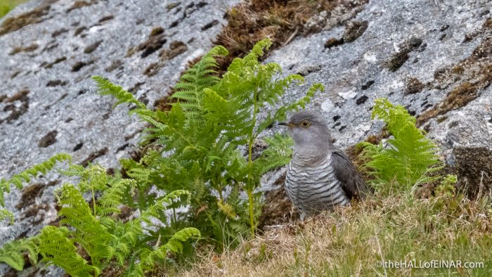 Cuckoo - Emsworthy Mire - The Hall of Einar - photograph (c) David Bailey (not the)