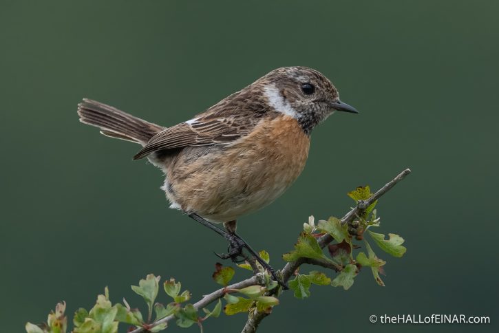Stonechat - Emsworthy Mire - The Hall of Einar - photograph (c) David Bailey (not the)