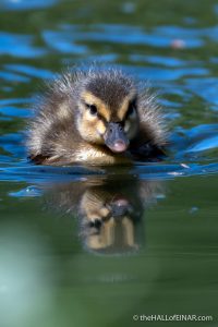 Mallard Ducklings - The Hall of Einar - photograph (c) David Bailey (not the)