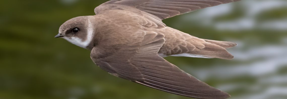 Sand Martin - The Hall of Einar - photograph (c) David Bailey (not the)