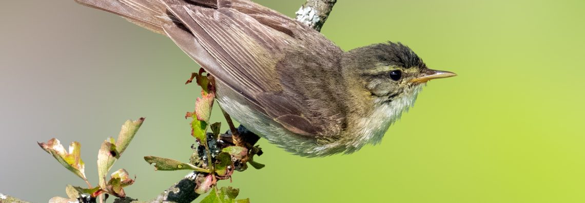 Willow Warbler - Emsworthy Mire - The Hall of Einar - photograph (c) David Bailey (not the)