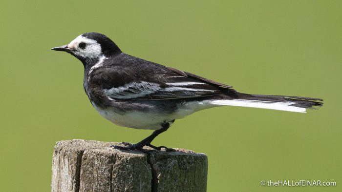 Pied Wagtail - Challacombe Farm - The Hall of Einar - photograph (c) David Bailey (not the)