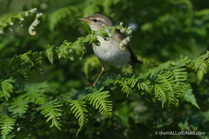 Willow Warbler - Emsworthy Mire - The Hall of Einar - photograph (c) David Bailey (not the)