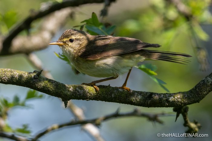 Willow Warbler - Emsworthy Mire - The Hall of Einar - photograph (c) David Bailey (not the)