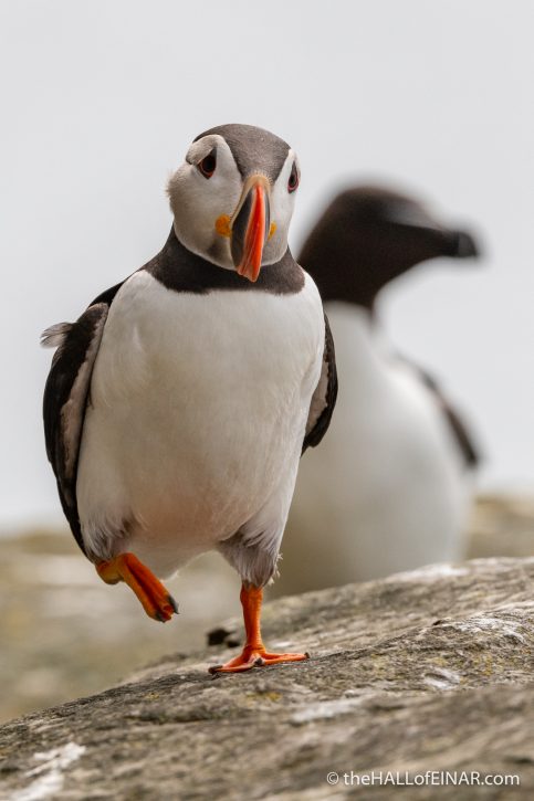 Puffin - Westray - The Hall of Einar - photograph (c) David Bailey (not the)