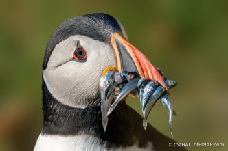 Puffin - Westray - The Hall of Einar - photograph (c) David Bailey (not the)