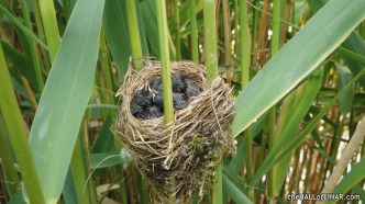 Reed Warblers' Nest - The Hall of Einar - photograph (c) David Bailey (not the)
