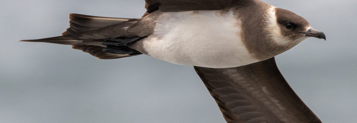 Arctic Skua - Westray - The Hall of Einar - photograph (c) David Bailey (not the)