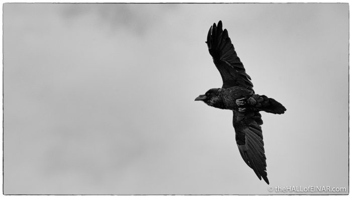 Raven - Westray - The Hall of Einar - photograph (c) David Bailey (not the)