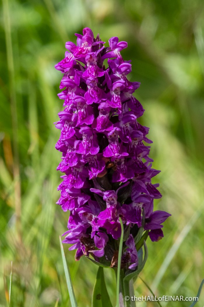 Northern Marsh Orchid - The Hall of Einar - photograph (c) David Bailey (not the)