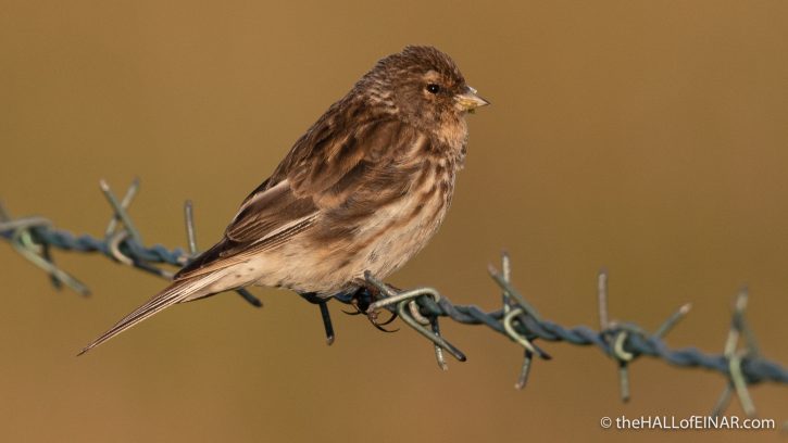 Twite - Westray - The Hall of Einar - photograph (c) David Bailey (not the)
