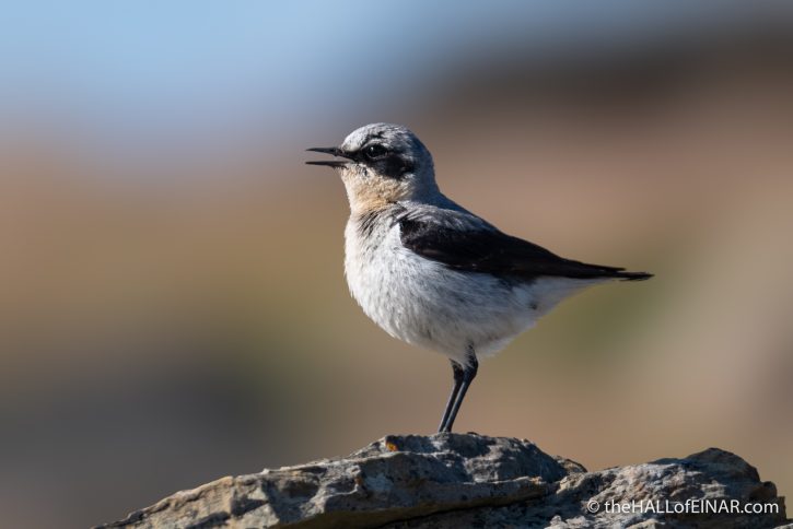 Northern Wheatear - Westray - The Hall of Einar - photograph (c) David Bailey (not the)