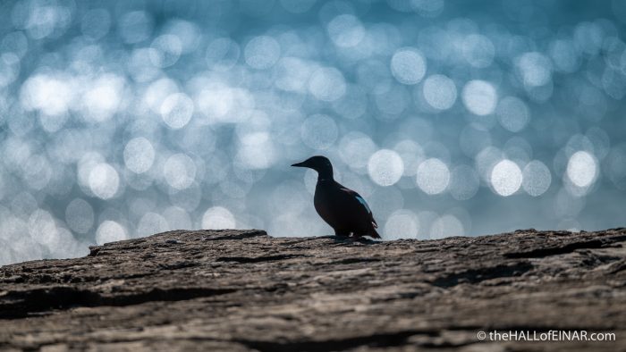 Black Guillemot - Westray - The Hall of Einar - photograph (c) David Bailey (not the)