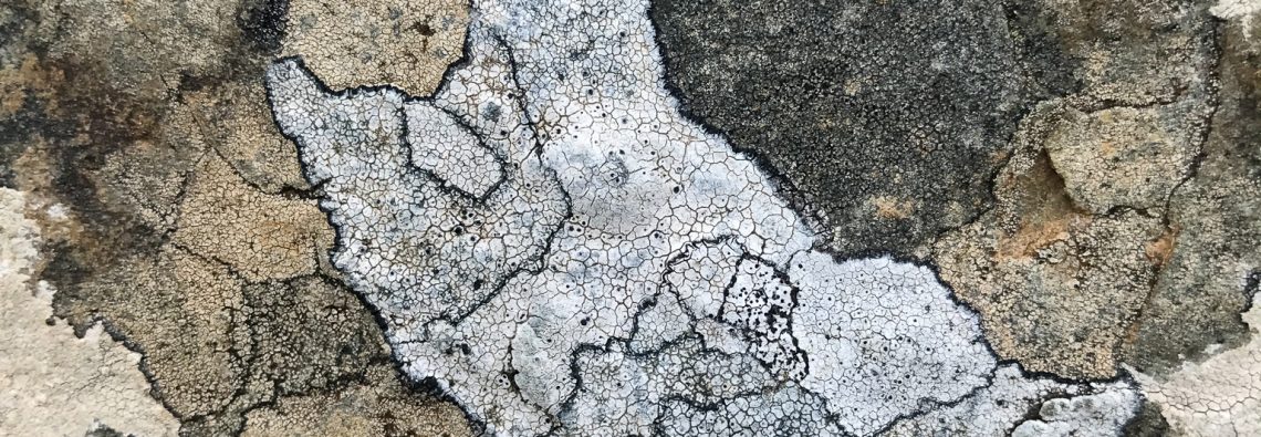 Lichen - The Hall of Einar - photograph (c) David Bailey (not the)