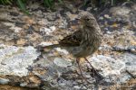 Rock Pipit - Westray - The Hall of Einar - photograph (c) David Bailey (not the)