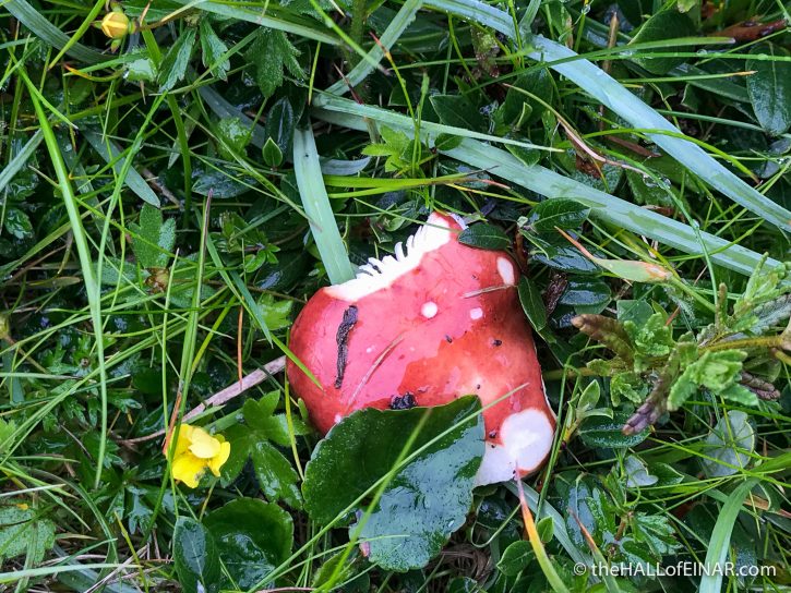 Russula - Westray - The Hall of Einar - photograph (c) David Bailey (not the)