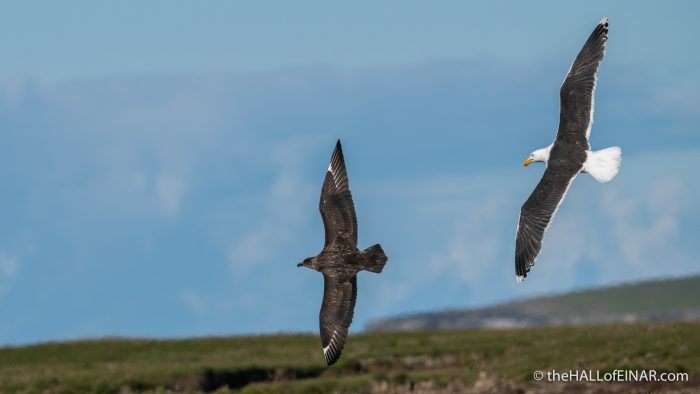 Great Black Backed Gull - Westray - The Hall of Einar - photograph (c) David Bailey (not the)