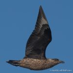 Great Skua - Westray - The Hall of Einar - photograph (c) David Bailey (not the)