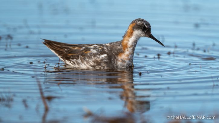 Red-Necked Phalarope - Westray - The Hall of Einar - photograph (c) David Bailey (not the)