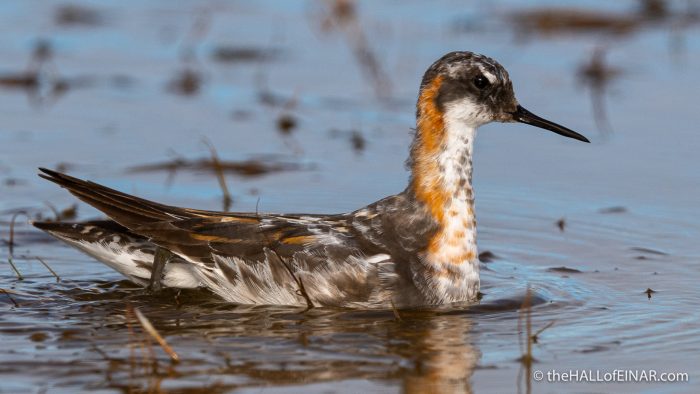 Red-Necked Phalarope - Westray - The Hall of Einar - photograph (c) David Bailey (not the)