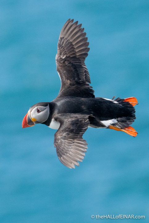 Puffin - Westray - The Hall of Einar - photograph (c) David Bailey (not the)