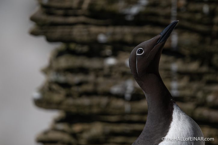 Bridled Guillemot - Westray - The Hall of Einar - photograph (c) David Bailey (not the)