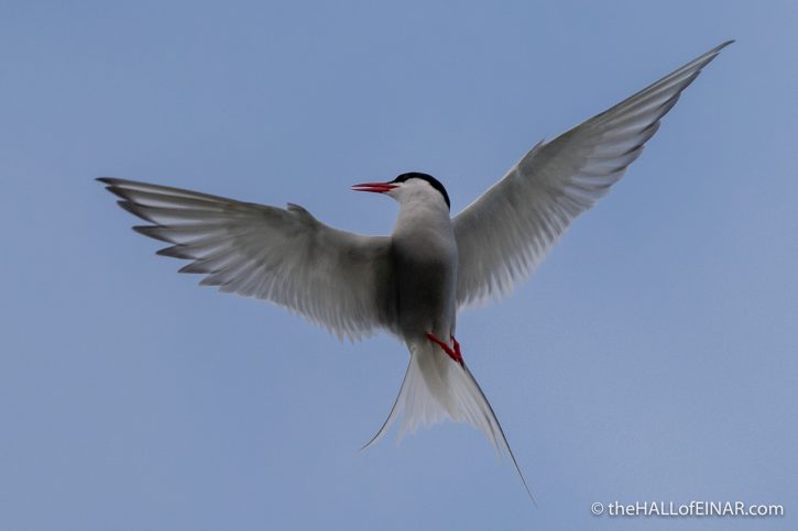 Arctic Tern - Westray - The Hall of Einar - photograph (c) David Bailey (not the)