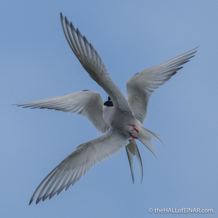 Arctic Tern - Westray - The Hall of Einar - photograph (c) David Bailey (not the)