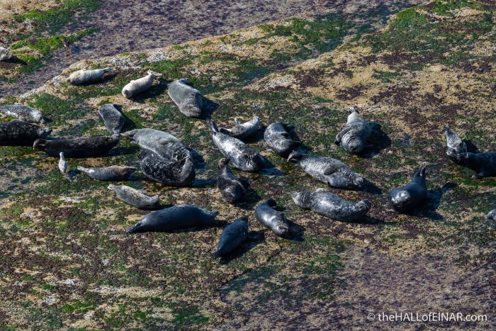 Grey Seals - Westray - The Hall of Einar - photograph (c) David Bailey (not the)