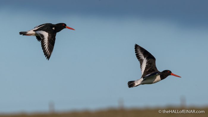Oystercatchers - Westray - The Hall of Einar - photograph (c) David Bailey (not the)