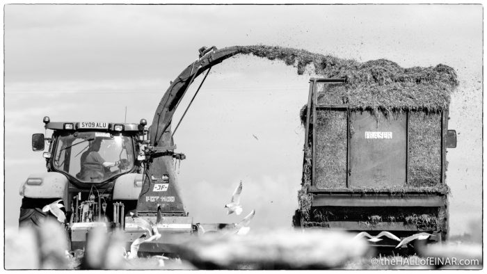 Silage - Westray - The Hall of Einar - photograph (c) David Bailey (not the)