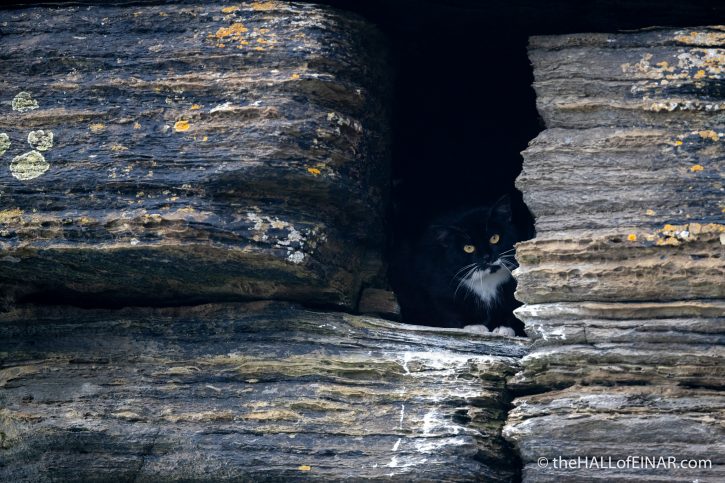 Feral Cat - Westray - The Hall of Einar - photograph (c) David Bailey (not the)