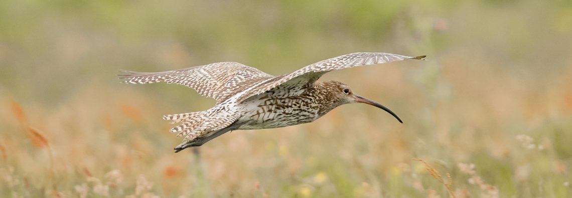 Curlew - The Hall of Einar - photograph (c) David Bailey (not the)