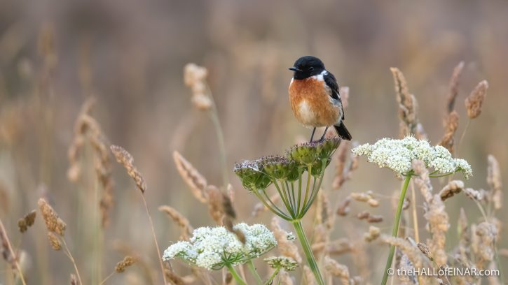 Stonechat Ring of Brodgar - The Hall of Einar - photograph (c) David Bailey (not the)