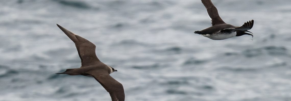 Arctic Skua hunting Guillemot for fish - The Hall of Einar - photograph (c) David Bailey (not the)