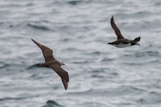 Arctic Skua hunting Guillemot for fish - The Hall of Einar - photograph (c) David Bailey (not the)