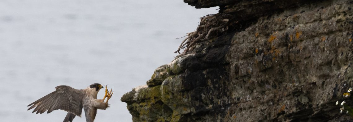 Peregrine - The Hall of Einar - photograph (c) David Bailey (not the)