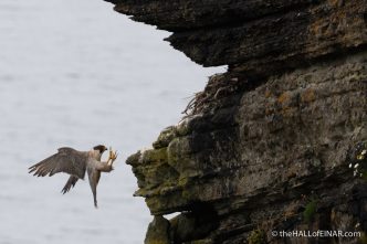 Peregrine - The Hall of Einar - photograph (c) David Bailey (not the)