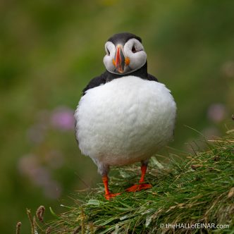 Puffins - The Hall of Einar - photograph (c) David Bailey (not the)