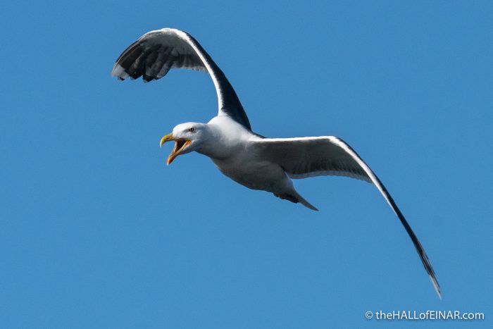 Great Black-Backed Gull - The Hall of Einar - photograph (c) David Bailey (not the)