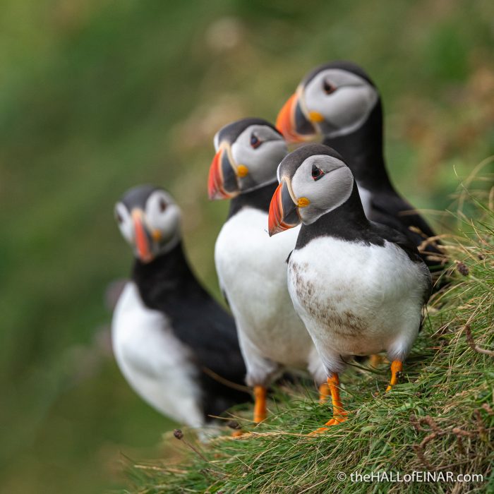 Puffins - The Hall of Einar - photograph (c) David Bailey (not the)