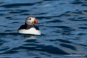 Puffins - The Hall of Einar - photograph (c) David Bailey (not the)