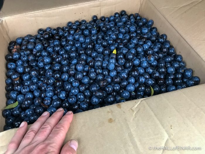 Damsons - The Hall of Einar - photograph (c) David Bailey (not the)