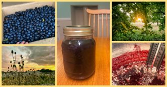 Damsons - The Hall of Einar - photograph (c) David Bailey (not the)