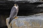 Peregrine - The Hall of Einar - photograph (c) David Bailey (not the)