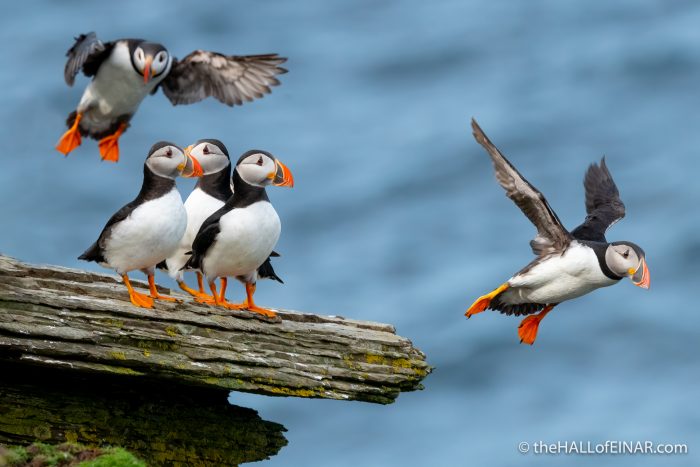 Puffins - The Hall of Einar - photograph (c) David Bailey (not the)