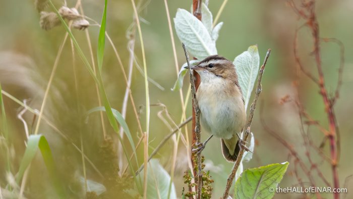 Sedge Warbler - The Hall of Einar - photograph (c) David Bailey (not the)