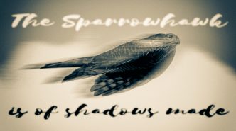 Sparrowhawk - The Hall of Einar - (c) David Bailey (not the)